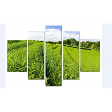 Модульная картина Чайная плантация, 135х80 см.