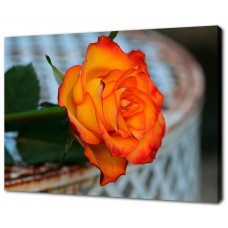 Картина на холсте Оранжевая роза