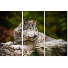 Модульная картина Волк, 90х54 см.