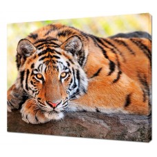 Картина на холсте Взгляд тигра