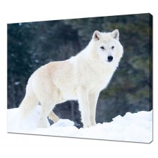 Картина на холсте Белый волк