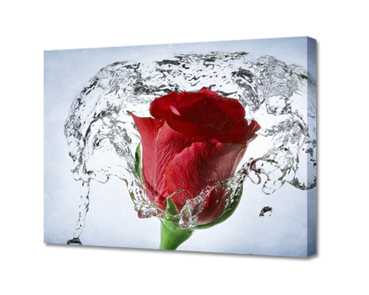 Картина на холсте Роза в воде