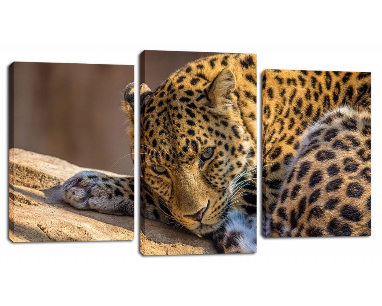 Модульная картина Отдых леопарда, 105х70 см.