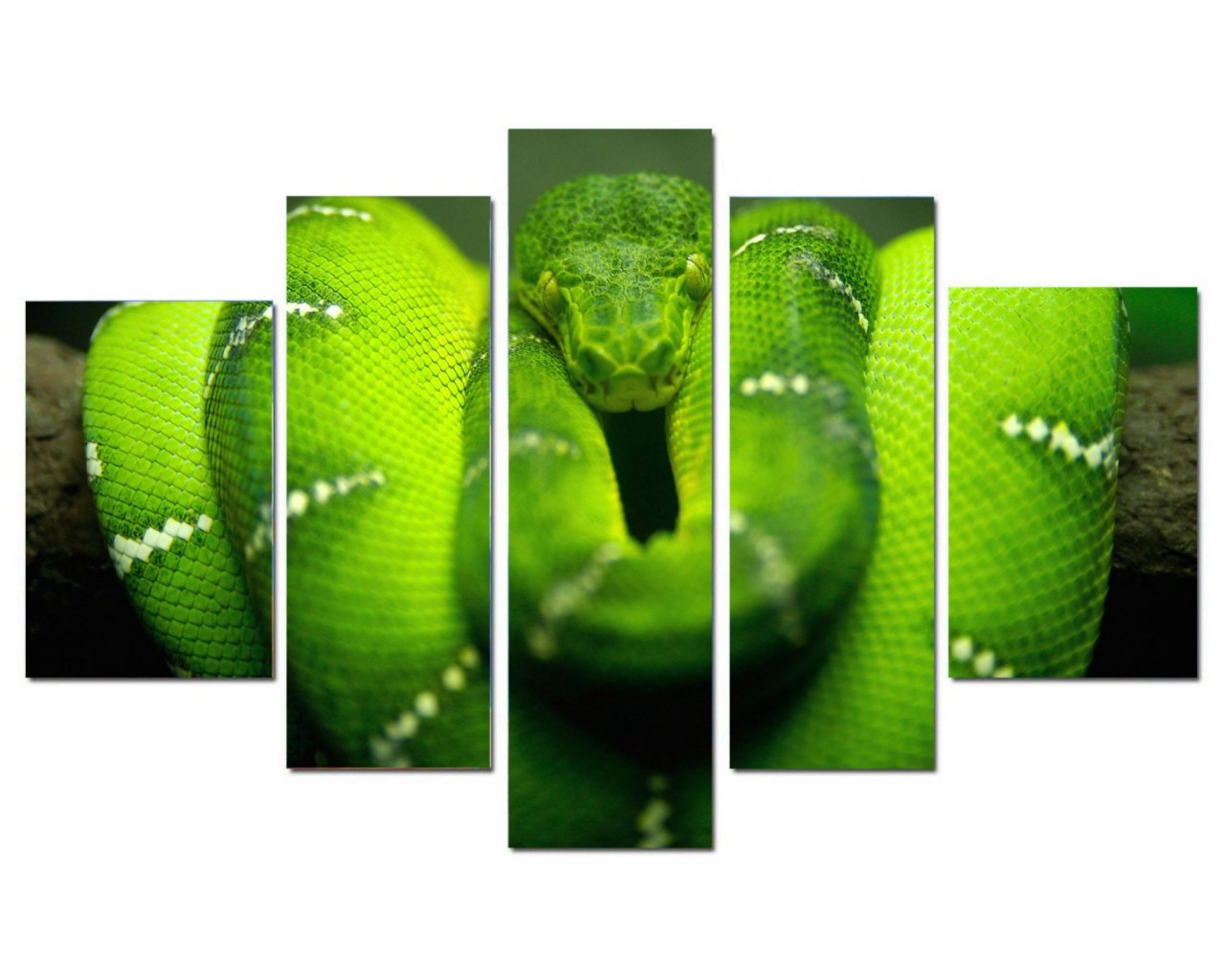 Модульная картина Зеленая змея, 80х50 см.