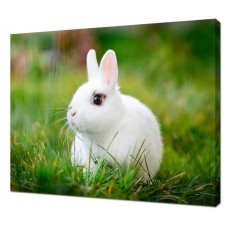 Картина на холсте Белый кролик