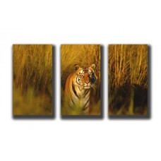 Модульная картина Бенгальский тигр, 90х54 см.