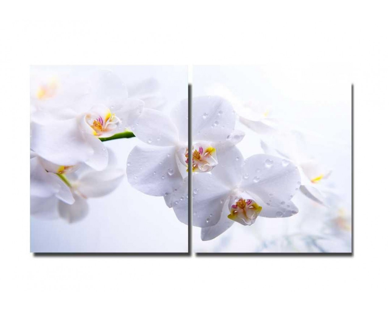 Модульная картина Белая орхидея, 60х40 см.